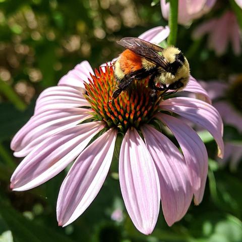 A bumblebee with an orange stripe on a coneflower that has pink petals and an orange spiky center. The bee has translucent black wings, a black band across it's thorax, and yellow on the other strips with a black posterior.