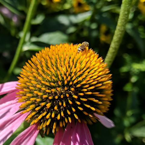 Halictus ligatus - Ligated Furrow Bee on a purple coneflower. It is a very small bee. It has yellow pollen on it's rear legs.