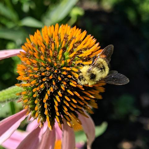 Bombus vagans, the half-black bumblebee on a purple coneflower. As viewed from the top it looks mostly furry yellow but it's underside and rear is black.