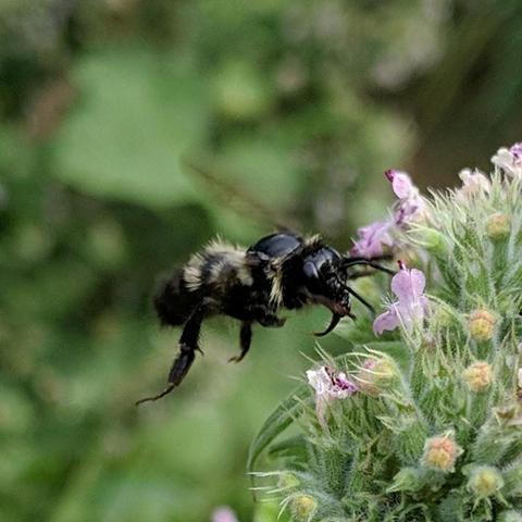 A mostly black shiny bee with some yellow fur and stripes. The thorax is black and shiny and hairless on top between the wings. It has a large mostly hairless head. It is on catnip or cat mint flowers.