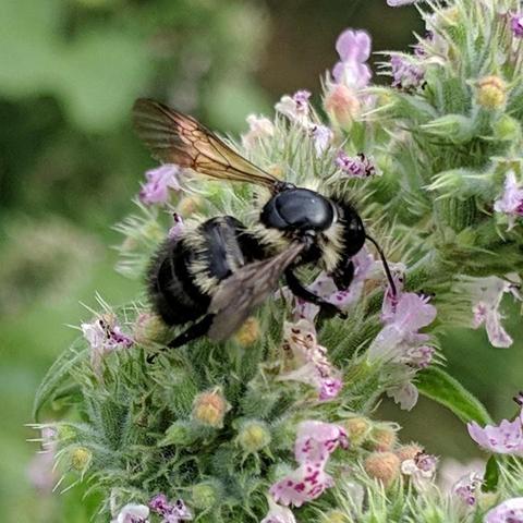A mostly black shiny bee with some yellow fur and stripes. The thorax is black and shiny and hairless on top between the wings. It has a large mostly hairless head. It is on catnip or cat mint flowers.