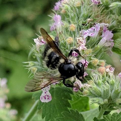 A mostly black shiny bee with some yellow fur and stripes. The thorax is black and shiny and hairless on top between the wings. It has a large mostly hairless head. It is on catnip or cat mint flowers.