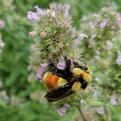 A bumblebee with 2 orange segments on it's abdomen with yellow segments before and after. It has translucent black wings, a black bar between it's wings on the thorax, and yellow other places. It is furry too. It is on a catnip or cat mint cluster of blossoms that are a light lavender with purple spots on the petals.