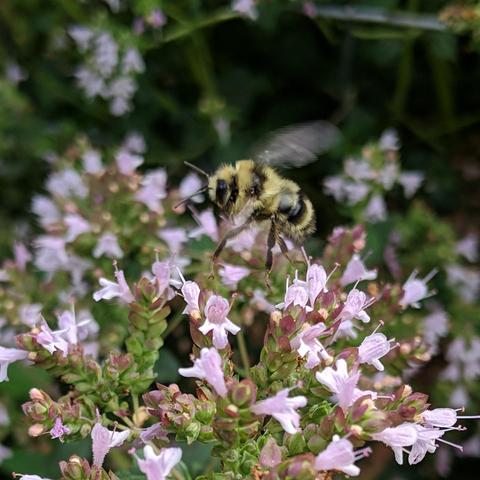 A small bumblebee on oregano flowers. It is in flight slightly above the flowers. It is black and yellow and furry. The flowers are light pink or lavender, a lower 3 lobe looking petal with a sort of covering petal on the top side.