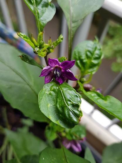 Lila Chili-Blüte.