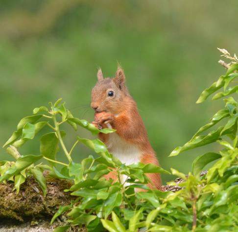 Scottish red squirrel eating hazelnut.