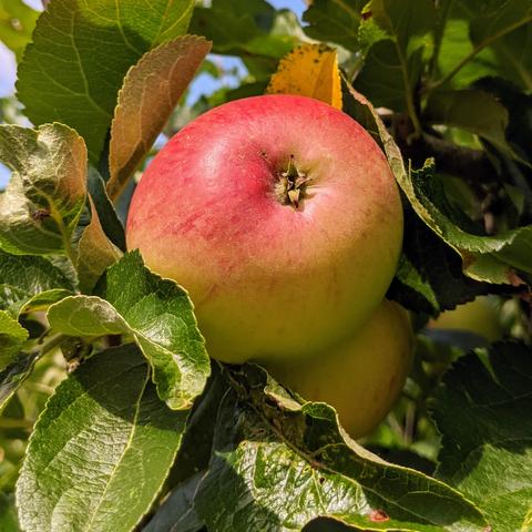 Closeup of an apple on an apple tree.