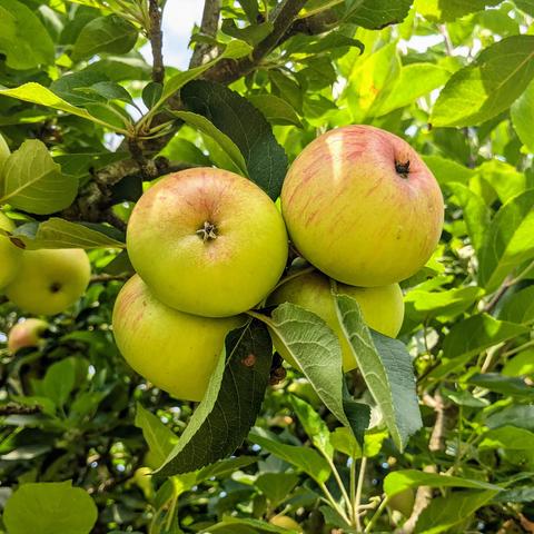 Closeup of a bunch of apples on an apple tree.