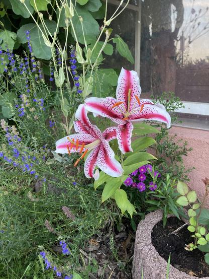 purple hyssop and hot pink - white striped lilies 