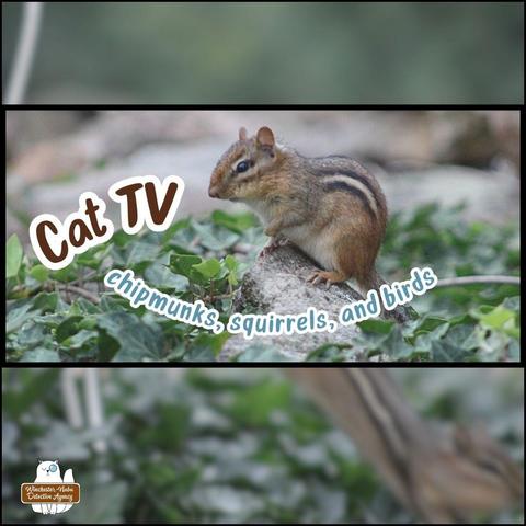 A chipmunk on rocks; text "CatTV, chipmunks, squirrels, birds"; background is a blurred chipmunk jumping into ivy.