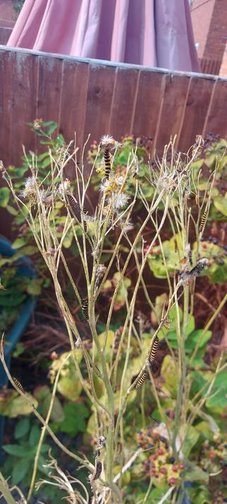 Only dried up twigs are left of this ragwort plant and there are lots of yellow and black striped caterpillars clinging onto it.