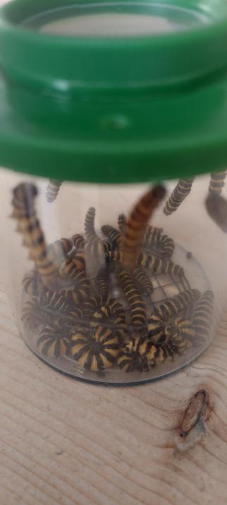 A see through jar filled with the caterpillars