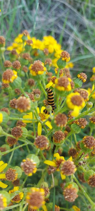 A blooming, fresh ragwort plant with a yellow and black caterpillar chomping away at it.