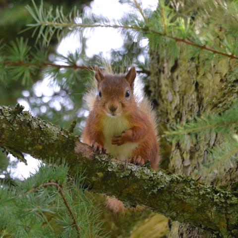 Scottish red squirrel on tree.