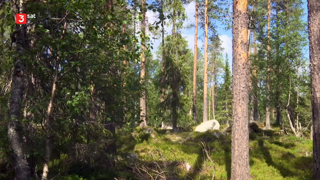 Wild Scandinavia: Finland
Finland stretches out to the east of Scandinavia - a mosaic of water and forest. Only five million people live in an area the size of Germany.