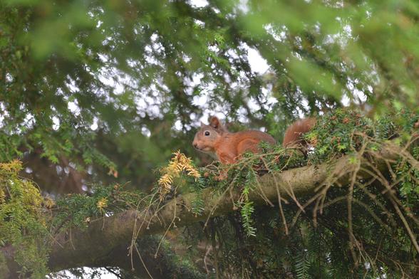 Scottish red squirrel on tree.