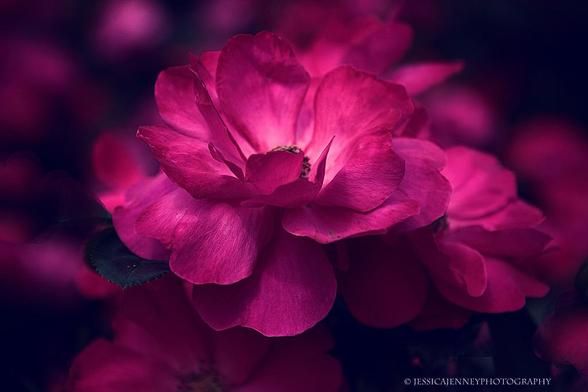 Vibrant claret rose petals of a blooming flower stand out against a dark background. The delicate layers and rich color draw the eye to the flower's central details.