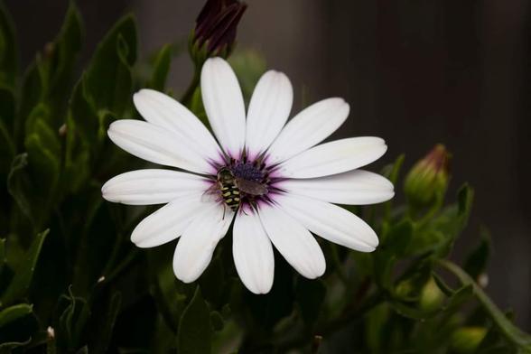 Blüte Fotografie