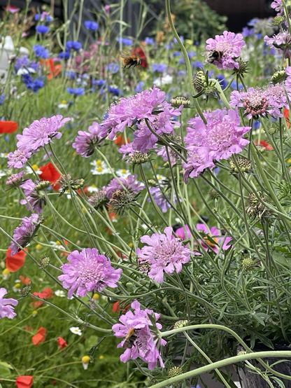 Lilac pink flowers on long stems with a green foliage background dotted with red poppies. There are three bees, one in flight, and two on the blooms