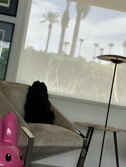 A small black dog, sitting in a chair, looking longingly out a big picture window, waiting for her human to return home. 