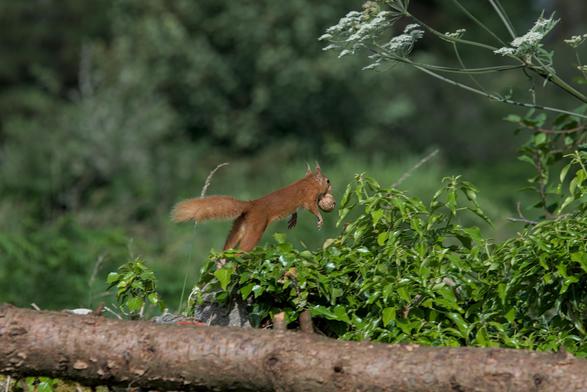 Scottish red squirrel running with walnut.