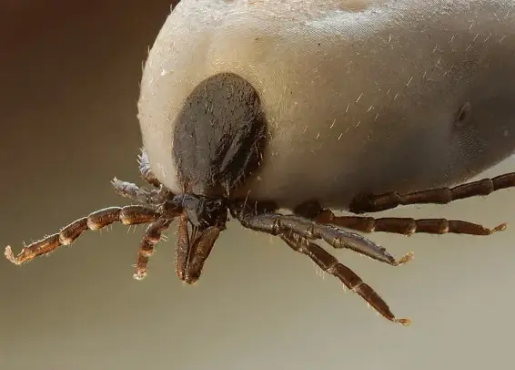 Garrapata común (Ixodes ricinus). Detalle de su aparato bucal. Foto: AJC1 en Wikipedia ( https://commons.wikimedia.org/wiki/File:Sheep_ticks_(Ixodes_ricinus)_(8102274838).jpg )
