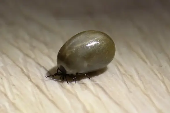 Garrapata común (Ixodes ricinus). Este angelito ya se ha alimentado suficiente. Foto: Marius Vassnes en Wikipedia ( https://commons.wikimedia.org/wiki/File:S%E2%81%A0kogfl%C3%A5tt_-_I%E2%81%A0xodes_ricinus_02_(cropped).jpg )