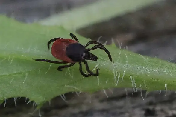 Garrapata común (Ixodes ricinus), a la espera de un excursionista incauto con pantalones cortos. Foto: NobbiP en Wikipedia ( https://commons.wikimedia.org/wiki/File:Gemeiner_Holzbock_Ixodes_ricinus_7904.jpg )