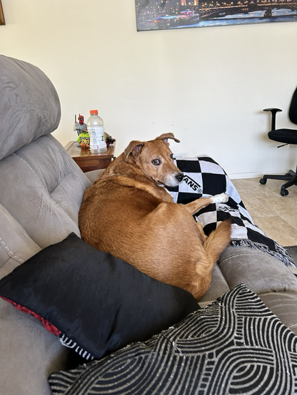 Shepard Mix on grey couch with one blue and one white/black Vans blanket.  Desk chair in background.  Left side: crap I should clean
