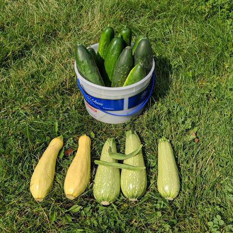 A round pail, or bucket, or plastic container with 9 cucumbers in it vertically. In front of that from left to right are 2 yellow summer squash and 3 light green colored zucchini that have 2 green beans on top.