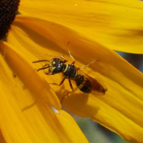 A small mostly black wasp with some yellow stripes and marks. It is shiny. It is on a yellow rudbeckia petal. The quality is poor from a 150mm lens with 26mm of macro extenders and a set aperture of 22 shot freehand.