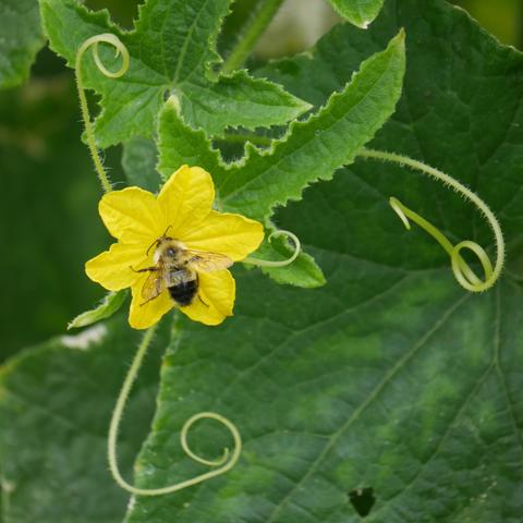 A half-black bumblebee on a cucumber flower. There are tendrils around the flower looking for something to wrap themselves around.