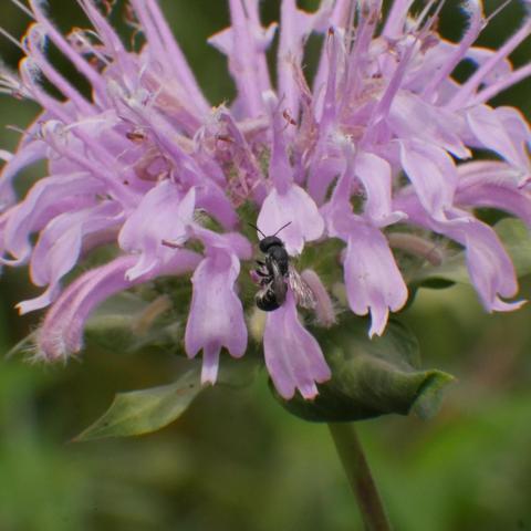 A tiny black bee, or possibly a wasp, on a bee balm flower.