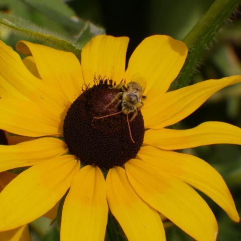 A very small bee with very long brown or orange antennae. It is facing towards the camera on top of a rudbeckia flower, the shiny bits that look like eyes are not since it's eyes are on the sides directly below those shiny spots that are 'looking' at you all cute like.