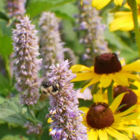Another half-black bumblebee on some anise hyssop flowers.