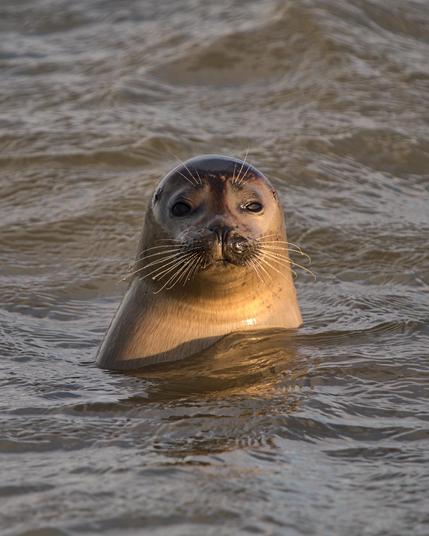 Een zeehond steekt de kop boven water in zee