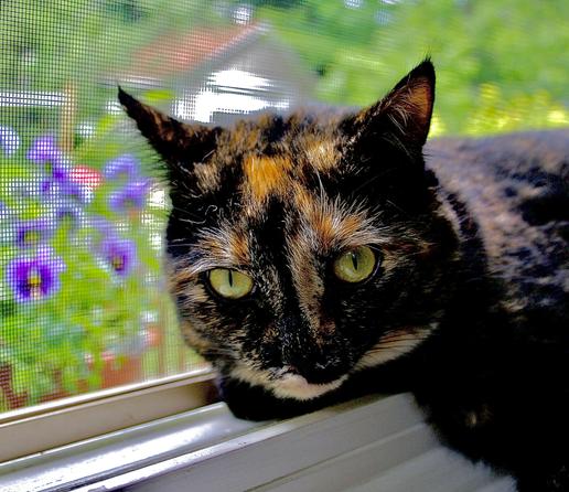 A wary tortie cat sits staring at the viewer on a windowsill with out-of-focus pansies and greenery outside in the background