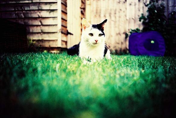 a pretty black and white cat 