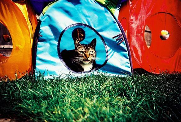 a handsome brown, black and white tabby cat 