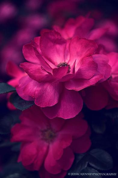 Vibrant dark red roses bloom against a dark, blurred background, with delicate petals and intricate details. The focus is on a single bloom, highlighting its vivid color and beauty.