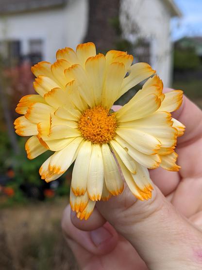 A calendula flower with butter yellow petals with strikingly orange tips.