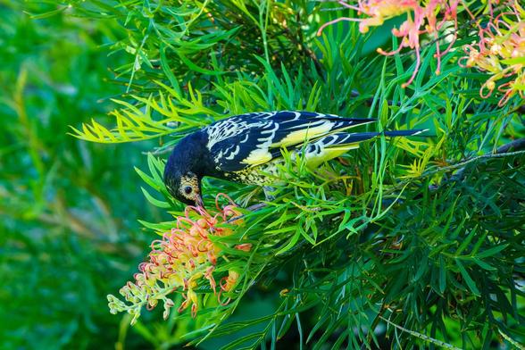 Black and yellow honeyeater bird on green branch pink flowering grevillea tree.