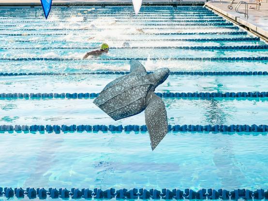In the Olympic Pool ?
