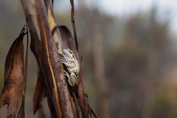 From climbing tree trunk