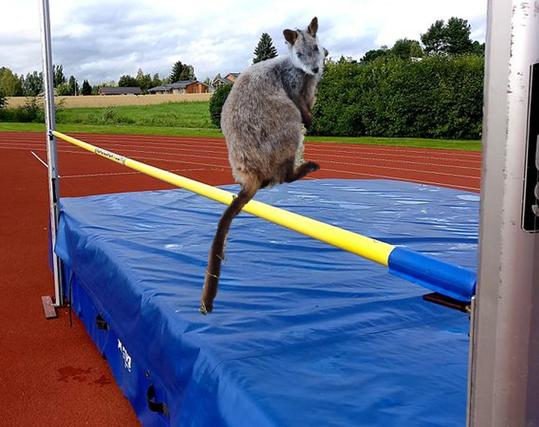 Wallaby at the high jump