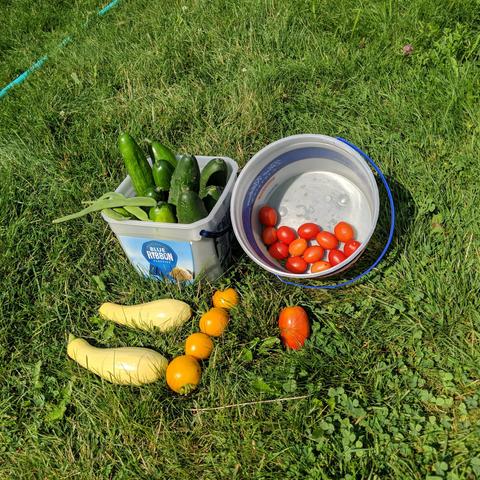 A photo of harvested vegetables. There is a bucket with about 10 cucumbers that weighed 5lbs or 2.2kg and have 3 beans on top. There is another bucket with a dozen principe borghese tomatoes in it. In front of the buckets are two yellow squash, 4 orange Flamme tomatoes, and 1 oblong red Amish paste tomato.