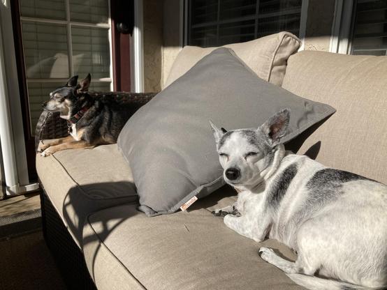 A white and gray dog sits on an outdoor couch in the foreground, with a black and tan dog sitting in the background, both soaking up the sun