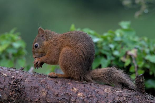 Scottish red squirrel eating hazelnut on tree.
