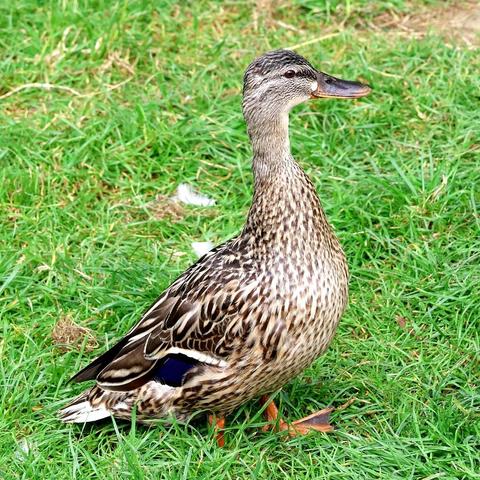 A female Mallard standing in some short grass. Her neck is stretched up so that her head is raised as high as possible; she is looking towards the right side of the picture. Her plumage is mostly a mixture of dark and pale brown colours, with a patch of blue on her wing. Her beak is mostly dark in colour, with some orange; her legs and webbed feet are also orange.