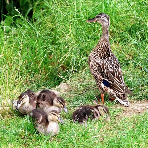 A female Mallard standing in some short grass, with longer grass behind her. Her neck is stretched up so that her head is raised as high as possible; she is looking towards the left side of the picture. Her plumage is mostly a mixture of dark and pale brown colours, with a patch of blue on her wing. Her beak is mostly dark in colour, with some orange; her legs and webbed feet are also orange. To her left are four fairly well-grown Ducklings, covered mostly with down although feathers can be seen on their wings. Their upper parts and the tops of their heads are dark brown, their undersides a pale buff colour, and their faces are a yellowish brown, with a dark stripe on each side of the face running from the base of the beak, to and beyond the eye. Their beaks are dark grey, their legs and feet are hidden in the grass.
